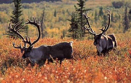 Alaska Caribou Numbers Declining, Officials Consider Harvest Restrictions