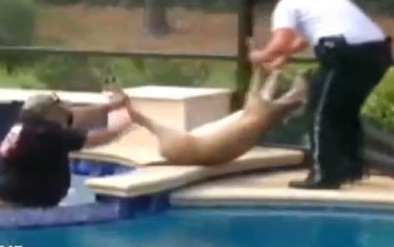 Video: Deputies Rescue Small Doe from Florida Hot Tub