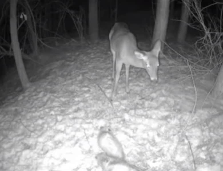 Video: Trail Cam Catches Deer Jumping from Possum Attack
