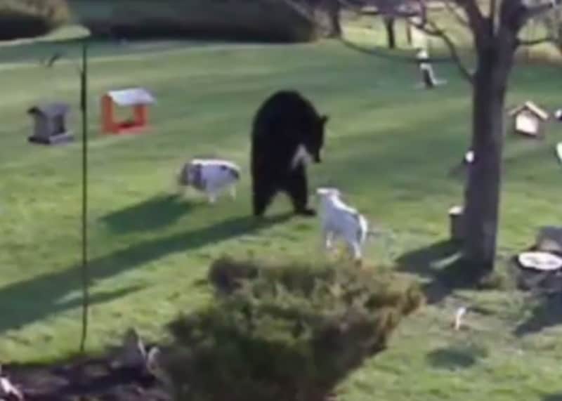Video: Bulldogs Chase Black Bear out of Yard