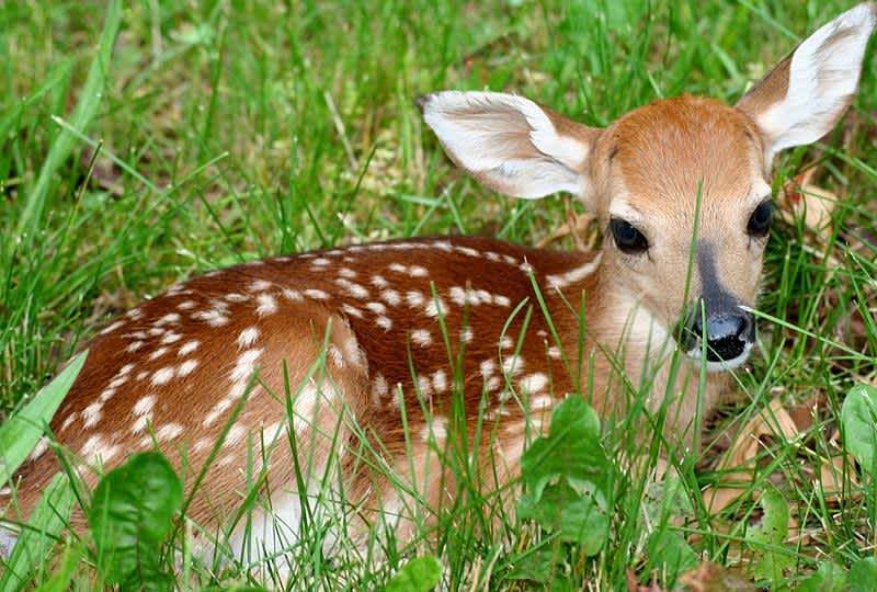 Man Delivers Fawn with Pocketknife