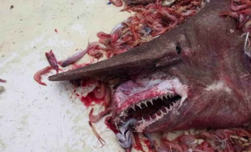 Shrimp Fisherman Nets Rare Goblin Shark, Released Alive