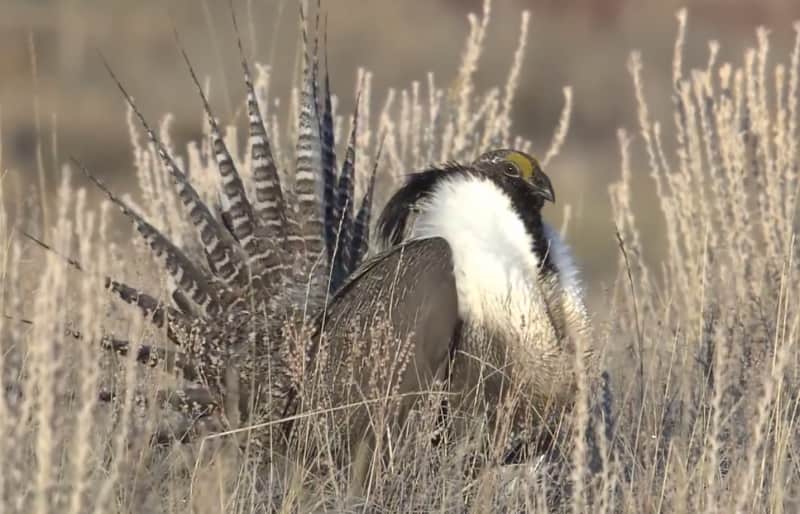 Decision on Protecting Gunnison Sage Grouse Postponed
