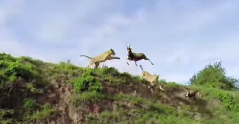 Video: Lioness Launches Acrobatic Attack on Fleeing Antelope