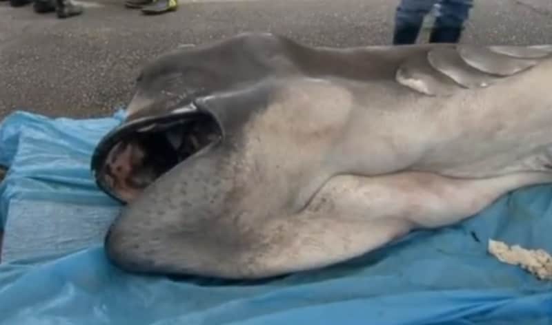 Rare Megamouth Shark Caught in Japan
