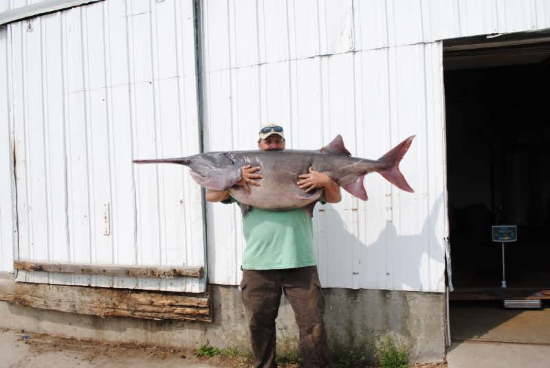 South Dakota Welcomes New Paddlefish Record