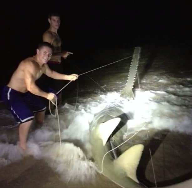 Florida Anglers Catch and Release 500-pound Sawfish