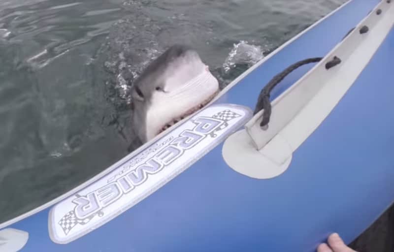Video: Great White Shark Chomps on Inflatable Boat