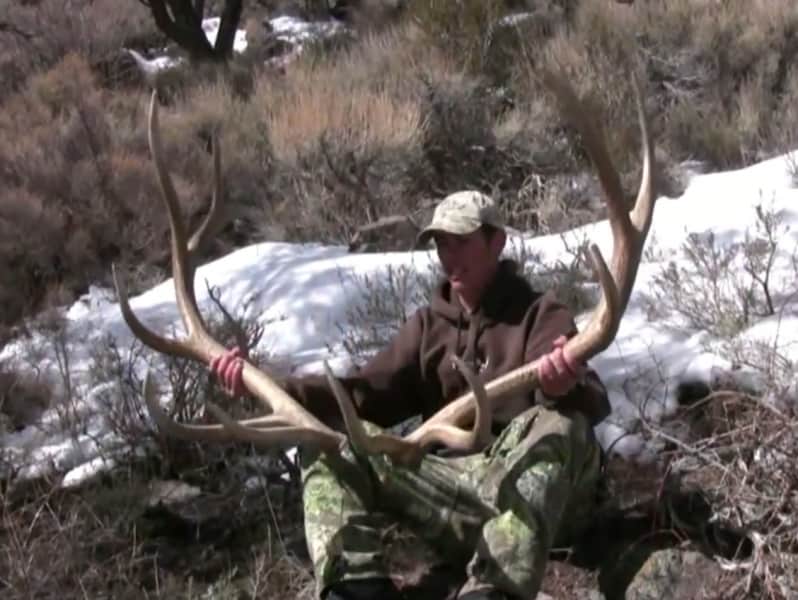 Video: Bull Elk Sheds Antlers on Camera