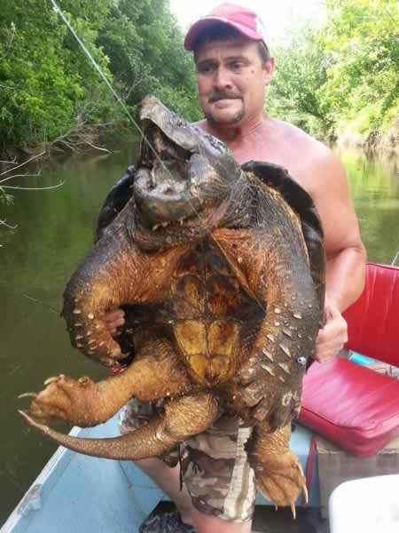 Oklahoma Anglers Inadvertently Catch Alligator Snapping Turtle