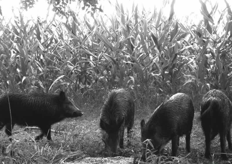 National Study Investigates the Presence of Feral Swine in Vermont