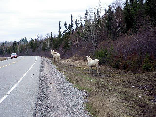 Rare White Moose Spotted in Ontario