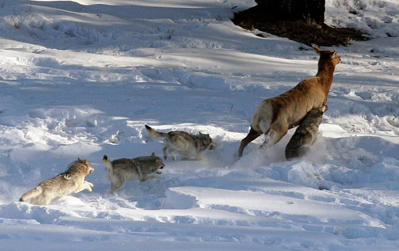 Study: Inter-pack Conflicts Hamper Yellowstone Wolves’ Growth