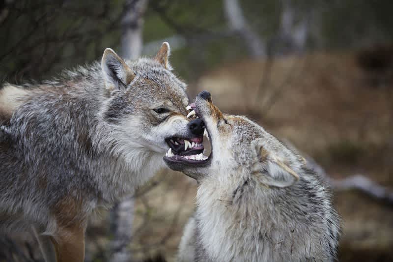 Study: Wolves Suppress Coyote Populations, Help Red Foxes
