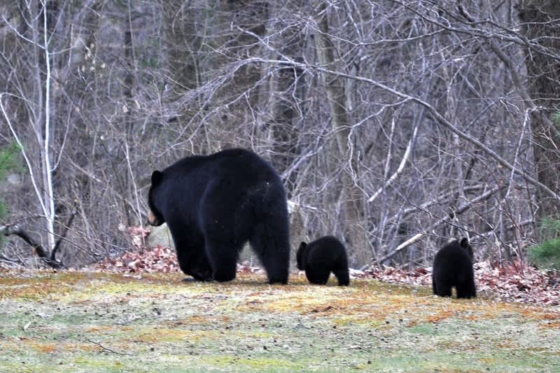 Attempted Murder Blamed on Illusory Bear Attack in Vermont