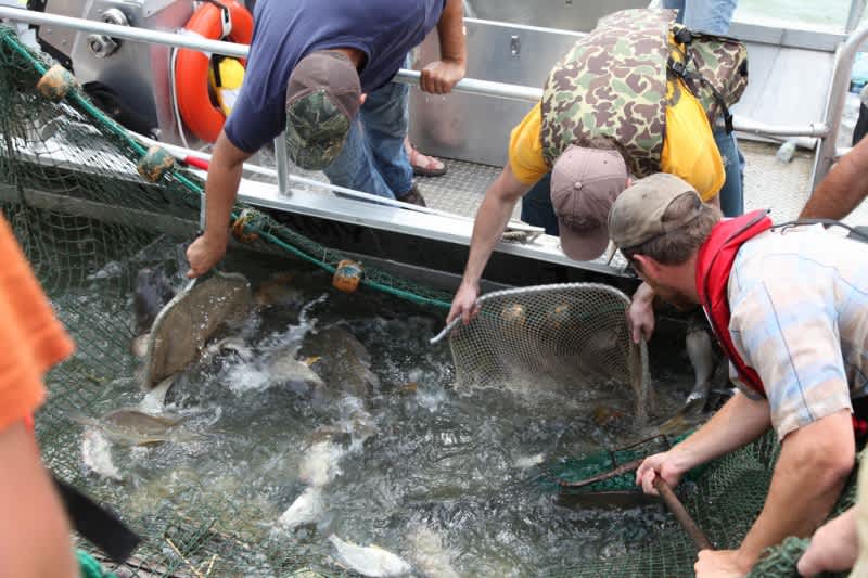 False Alarm: Eggs Found in the Upper Mississippi River Not from Asian Carp