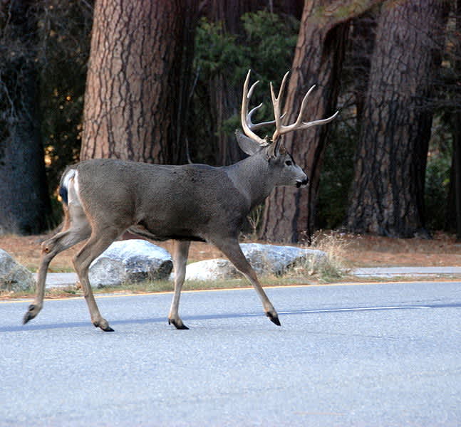 Hunters Called to Manage 2,400 “Destructive” Mule Deer in Santa Catalina