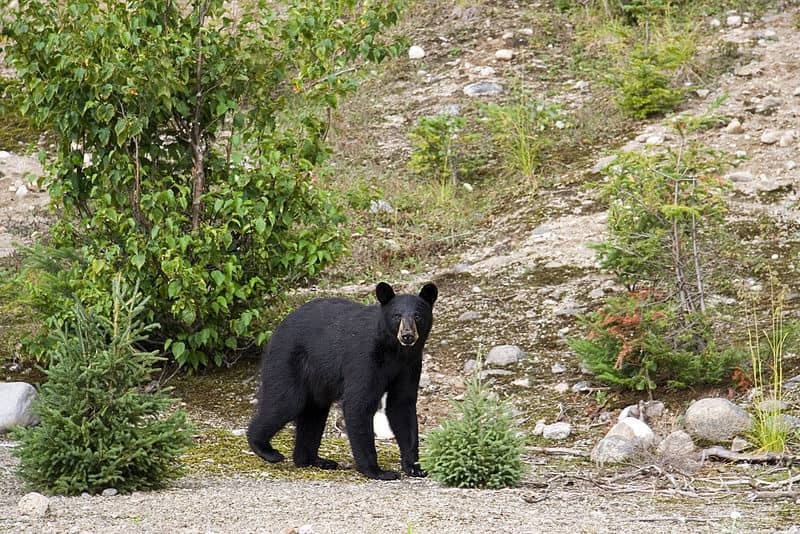 Black Bear Spotting in Illinois Generates Renewed Interest