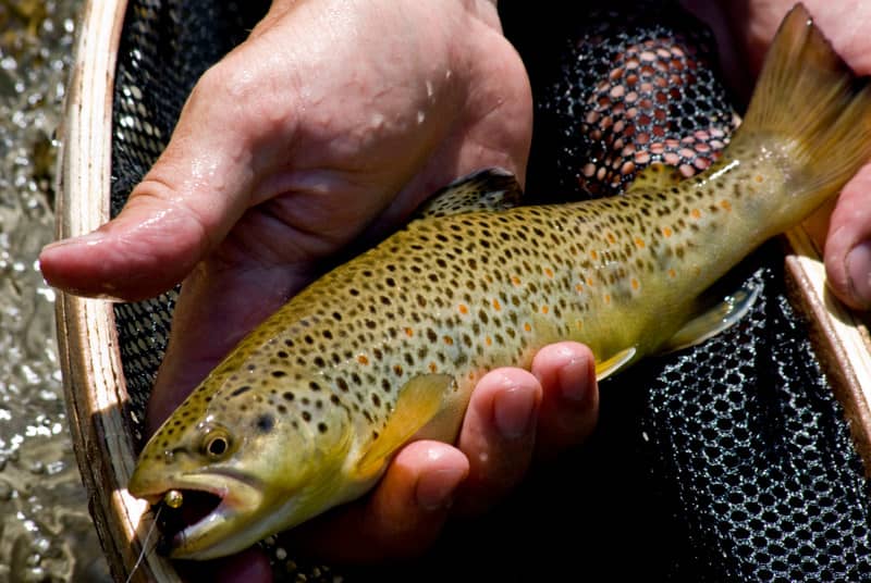 Loss of Vermont’s Oldest Fish Hatchery Hits Anglers Hard