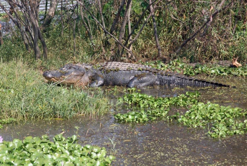 Changes for Alabama’s 2014 Alligator Hunting Season