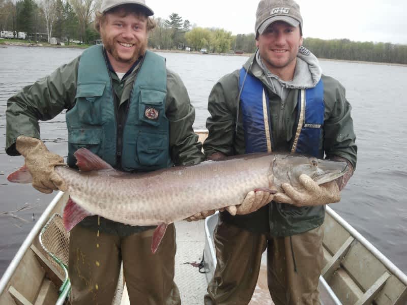 Are Minnesota’s Muskies Too Large? Officials See Fewer Small Fish
