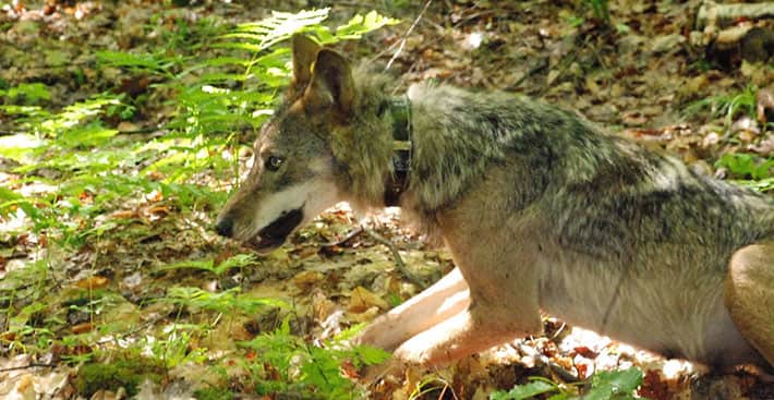 Tribes in Michigan and Wisconsin Receive Grants from U.S. Fish and Wildlife Service for Conservation Work