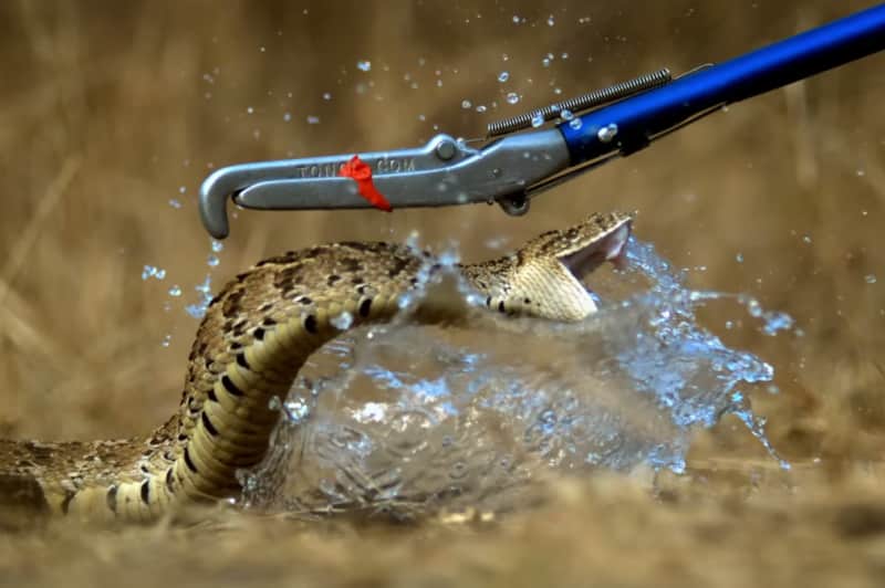 Video: Deadly Puff Adder Strike in Slow Motion