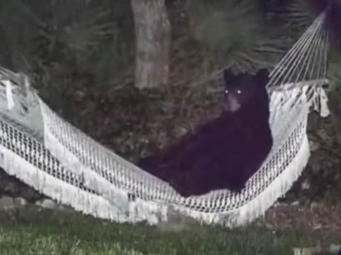 Video: Florida Black Bear Climbs into Hammock