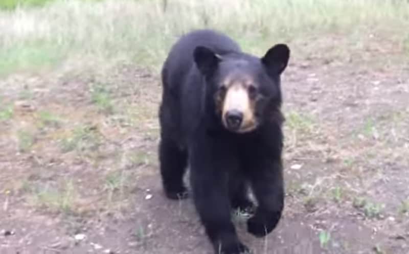 Video: Joggers Caught in Tense Confrontation with Alberta Black Bear