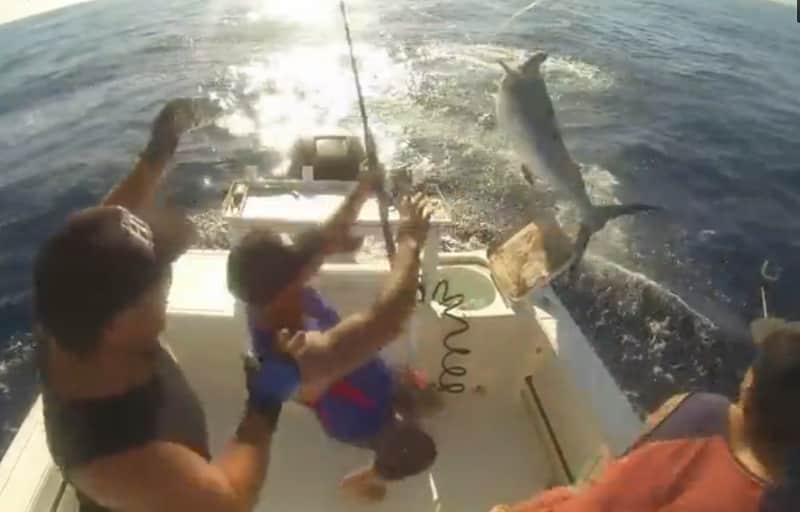 Video: Marlin Jumps Onto Boat Bill-first