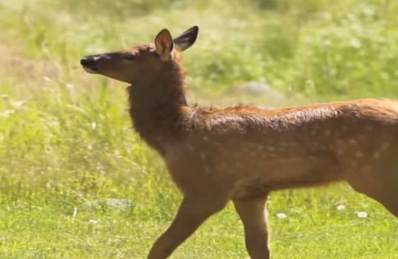 Video: Everything You Need to Know About Elk Calves