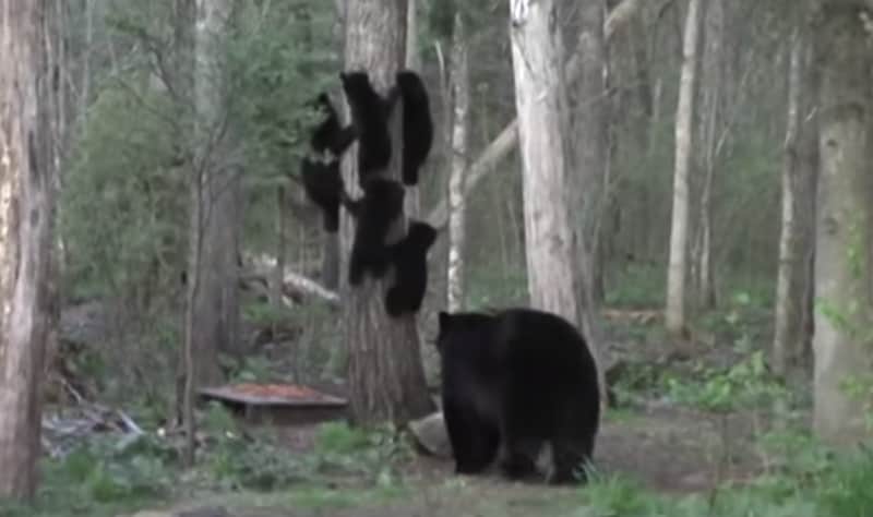 Video: Five Bear Cubs Scamper Up Tree to Avoid Male