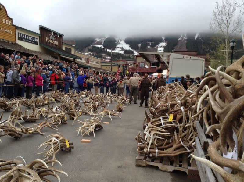 Boy Scout Auction Sells $200,000 Worth of Elk Antlers
