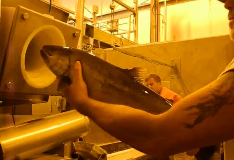 Experimental Vacuum Method Used to Transport Salmon in Washington