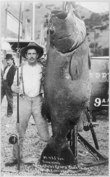 1903 World Record Giant Sea Bass