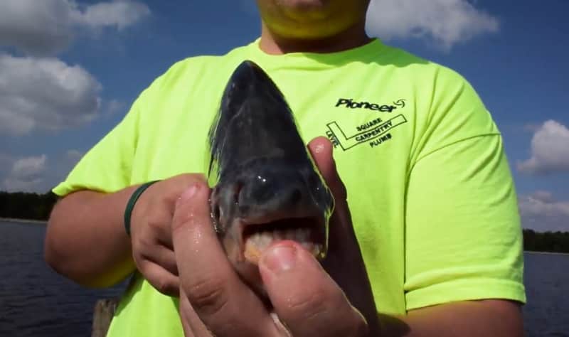 Ohio Teen Hooks Toothy Pacu Fish