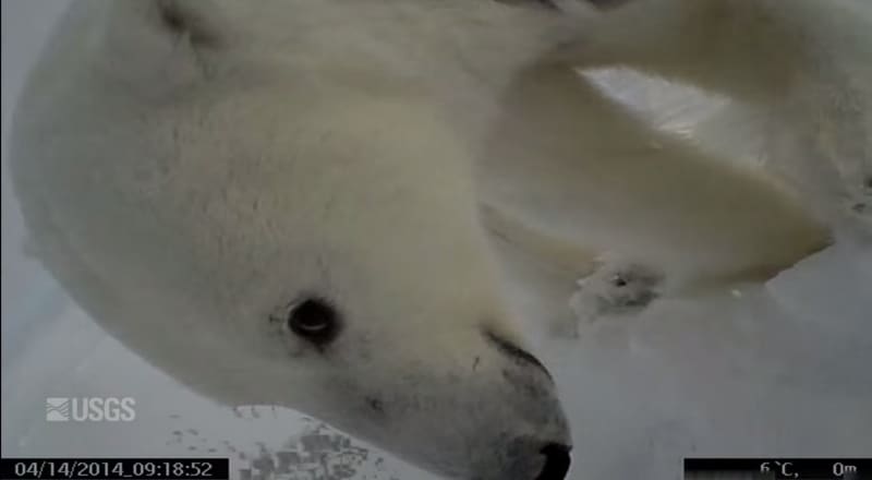 Video: Rare Video of Polar Bear Hunting, Finding a Mate Surfaces