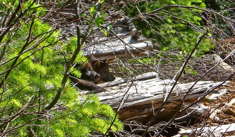 First Wolf Pups Born in Oregon Cascades in 70 Years