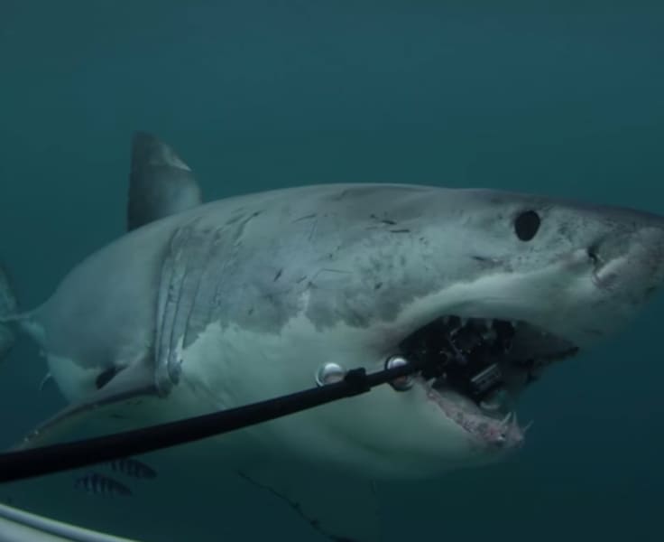 Video: Great White Shark Devours GoPro Cameras