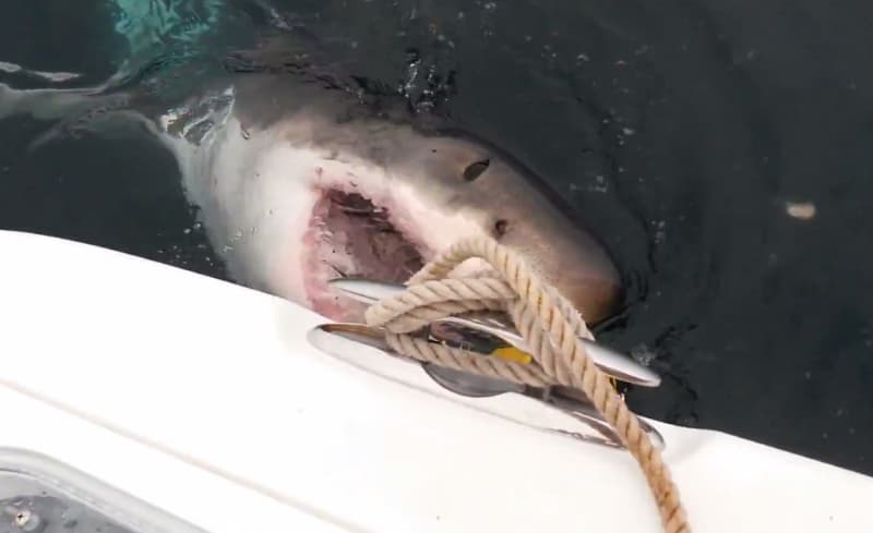 Great White Shark Steals Chum Bag from New Jersey Boat