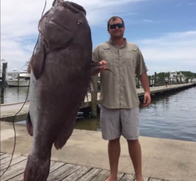 Texas Angler Catches 297-pound Warsaw Grouper in Louisiana
