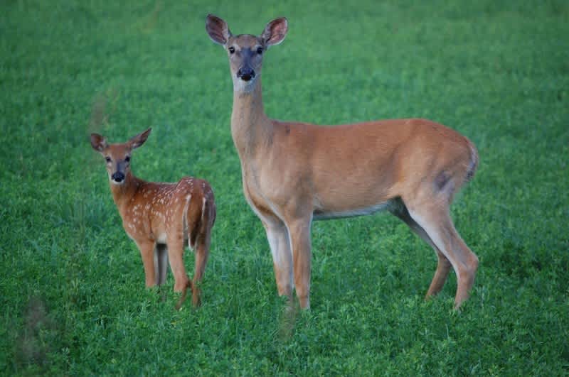 Hunting Michigan’s Antlerless Whitetail Deer