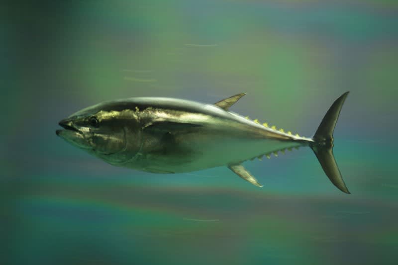 NOAA Considers Ban on Bluefin Tuna Fishing