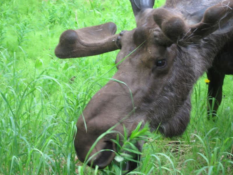 Study: Moose Spit Counteracts Toxic Fungi