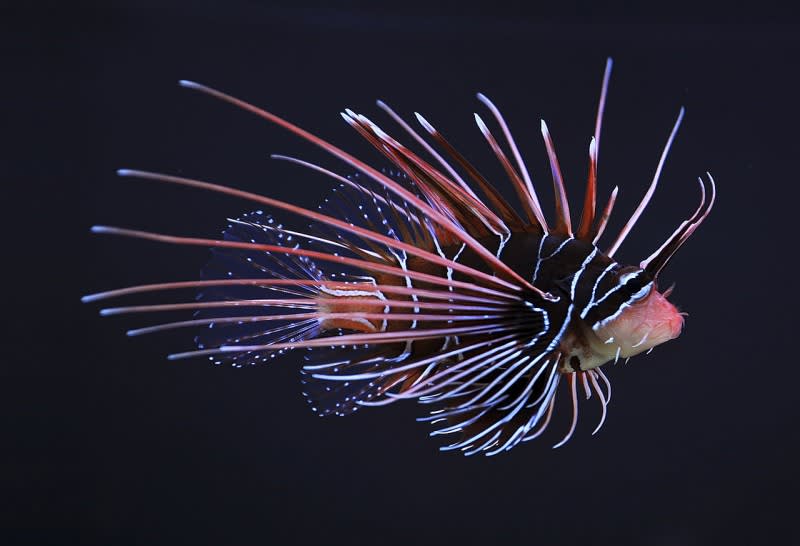 Florida Teenager Discovers Lionfish Can Survive in Freshwater