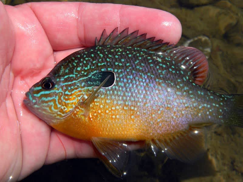 Longear Sunfish Found in Iowa after 80-year Absence