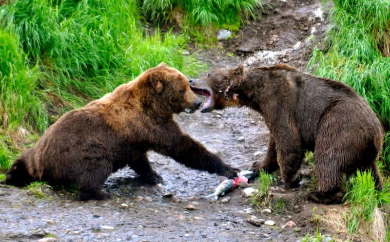National Guardsman Mauled by Bear in Alaska