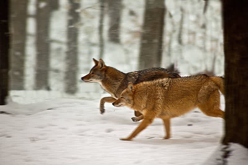 Ohio Village Battles Growing Coyote Population