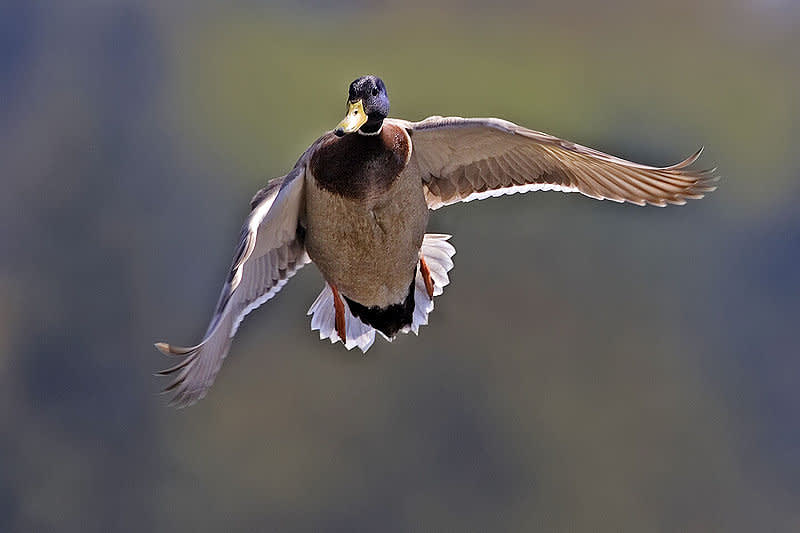 Duck, Pheasant Numbers Soar in North Dakota