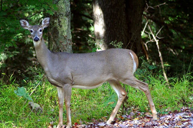 New York Village to Spend $130,000 to Sterilize Deer
